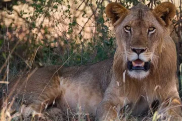 11 Jours Pays Masai à pied et Safari Amboseli et Tsavo