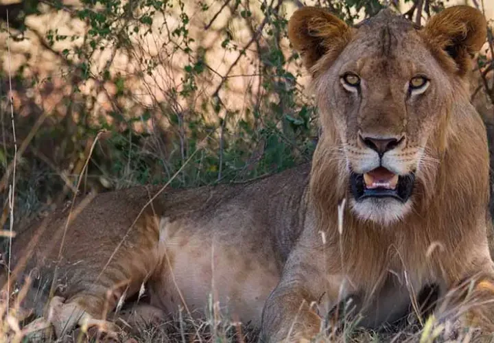 11 Jours Pays Masai à pied et Safari Amboseli et Tsavo
