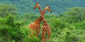 5 Jours Réserve Nationale de Samburu et Meru