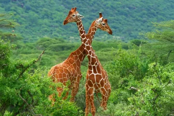 5 Jours Réserve Nationale de Samburu et Meru