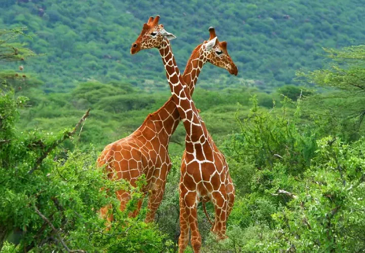 5 Jours Réserve Nationale de Samburu et Meru