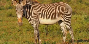 3 Jours Réserve Nationale de Samburu