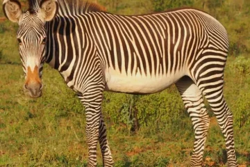 3 Jours Réserve Nationale de Samburu