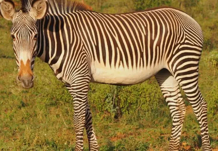3 Jours Réserve Nationale de Samburu