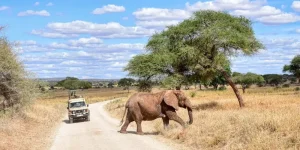 Safari Kenya 4 jours pas cher au départ de Nairobi : vivez l’aventure à prix accessible