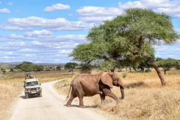 Safari Kenya 4 jours pas cher au départ de Nairobi : vivez l’aventure à prix accessible