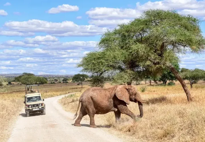 Safari Kenya 4 jours pas cher au départ de Nairobi : vivez l’aventure à prix accessible