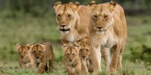 Circuit Safari 5 Jours : Masai Mara, Nakuru & Naivasha