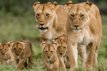 Circuit Safari 5 Jours : Masai Mara, Nakuru & Naivasha