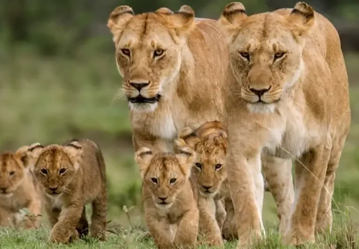 Circuit Safari 5 Jours : Masai Mara, Nakuru & Naivasha