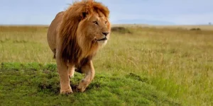 9 Jours Safari Safari classique au Kenya