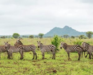 Réserve-nationale-de-Samburu-et-Meru,-5-jours
