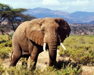 Réserve-nationale-de-Samburu-etMeru,-5-jours