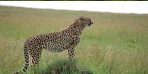 Safari Kenya 4 jours pas cher au départ de Nairobi : vivez l’aventure à prix accessible