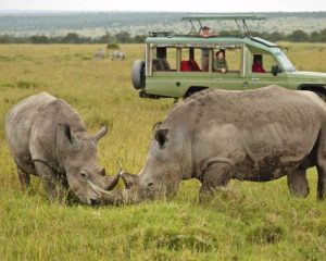 Safari-combiné-de-12jours-au-Kenya-et-en-Tanzanie