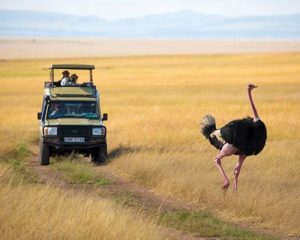 Safari-combiné-de12-jours-au-Kenya-et-en-Tanzanie