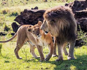 Safari-de-5-jours-au-Kenya-Amboseli-Tsavo-Ouest-et-Tsavo-Est