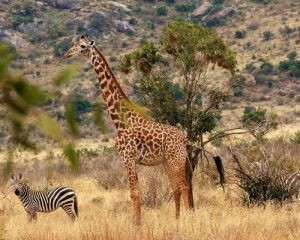 Safari-de-5-jours-au-Kenya-à-Amboseli-Tsavo-Ouest-et-Tsavo-Est