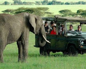 Safari-familial-incroyable-de-11-jours-au-Kenya