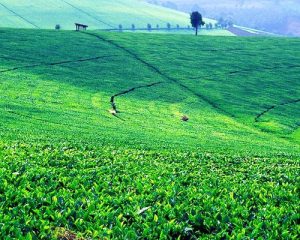 une-journée-à-la-ferme-de-thé-Kiambethu-àLimuru