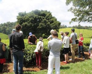 une-journée-à-la-ferme-de-théKiambethu-à-Limuru