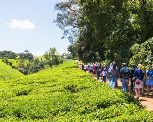 une-journéeà-la-ferme-de-thé-Kiambethu-à-Limuru