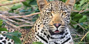 Safari de 4 Jours de Nairobi à Mombasa | Aventure à Amboseli et Tsavo