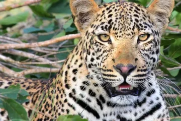 Safari de 4 Jours de Nairobi à Mombasa | Aventure à Amboseli et Tsavo