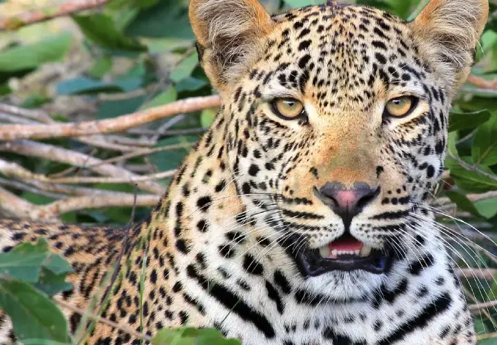 Safari de 4 Jours de Nairobi à Mombasa | Aventure à Amboseli et Tsavo