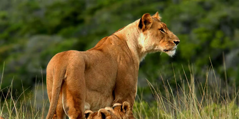 "Safari 4 jours Nairobi Mombasa Amboseli Tsavo" 