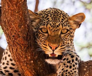 Safari-de-4-jours-à-Amb-Oseli,-TaitaSaltlick-et-Tsavo-Est