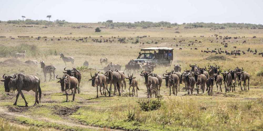 Ce qui fait du Maasai Mara le joyau des safaris au Kenya