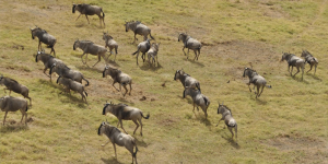 Circuits Safari au Kenya 2025 - 2026