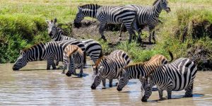 Combiner un safari au Kenya et en Tanzanie : Ce qu’il faut savoir