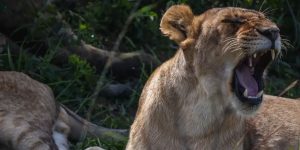 Comment organiser un safari de 3 jours au Kenya