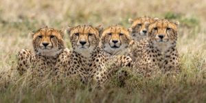 Conseils de Photographie en Safari : Capturer des Clichés de Faune Spectaculaires