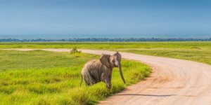 Découvrir Amboseli : Terre de Géants et Vues sur le Kilimandjaro