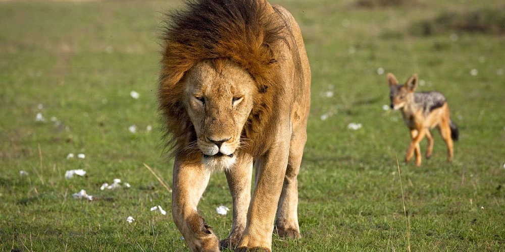 Efforts de conservation de la faune à soutenir au Kenya