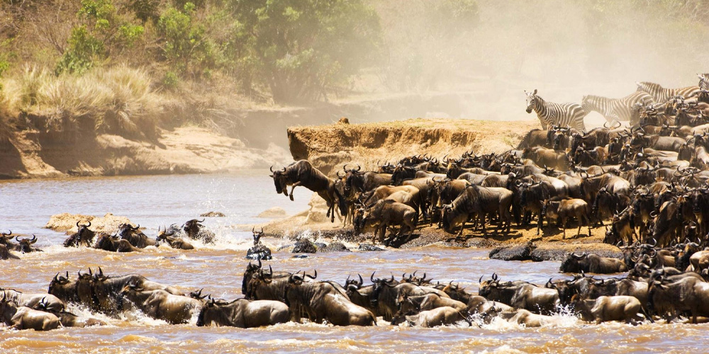 Migration du Maasai Mara