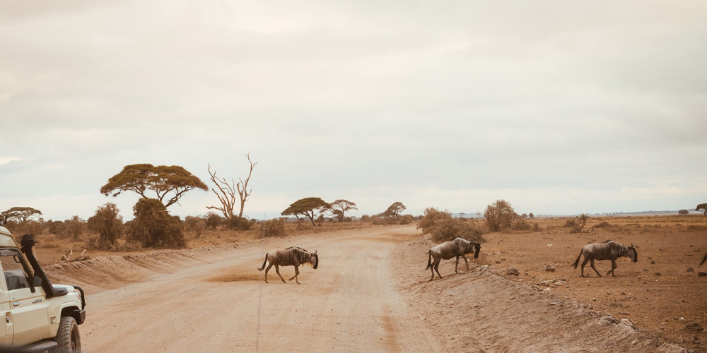 Itinéraire de Safari au Kenya sur 7 Jours pour Voyageurs Débutants