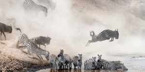 La Réserve Nationale du Maasai Mara