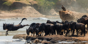 La Réserve Nationale du Maasai Mara