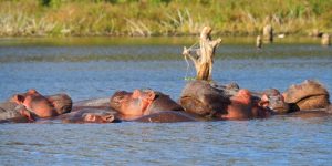 Lac Naivasha and Crescent Island : Un Safari à Pied Inoubliable