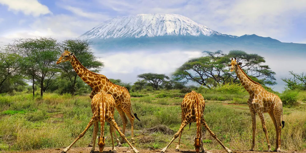 Le Parc National d'Amboseli