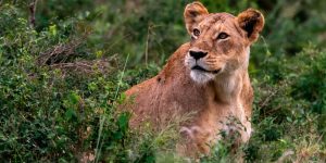 Les Parcs Nationaux de Kenya