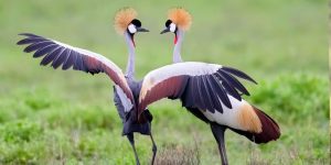 Les meilleures destinations d’observation des oiseaux au Kenya