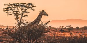 Meilleur-moment-pour-visiter-le-Kenya-pour-un-safari-inoubliable