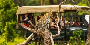 Mythes courants sur les safaris au Kenya démystifiés