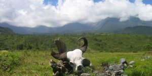 Parc National de Meru