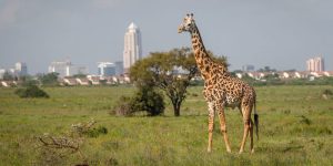 Parc National de Nairobi : Un Safari aux Portes de la Ville